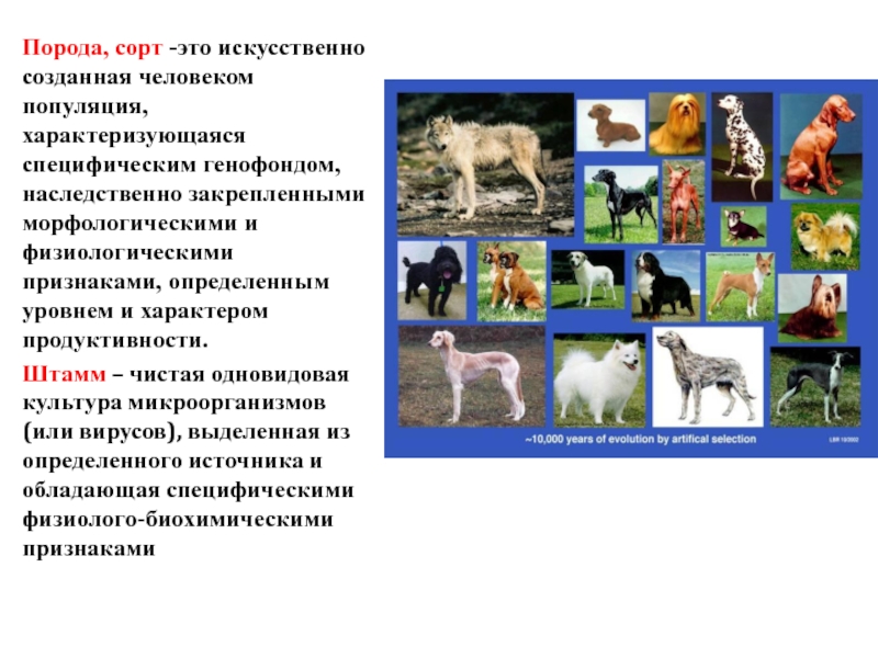 Как объяснить разнообразие видов животных