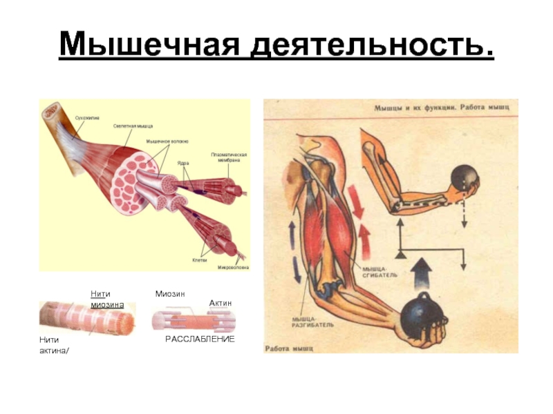 Работа мышц класс. Мышечная активность. Мышечная работа. Деятельность мышц. Функционирование мышц это.