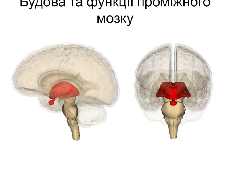 Будова та функції проміжного мозку