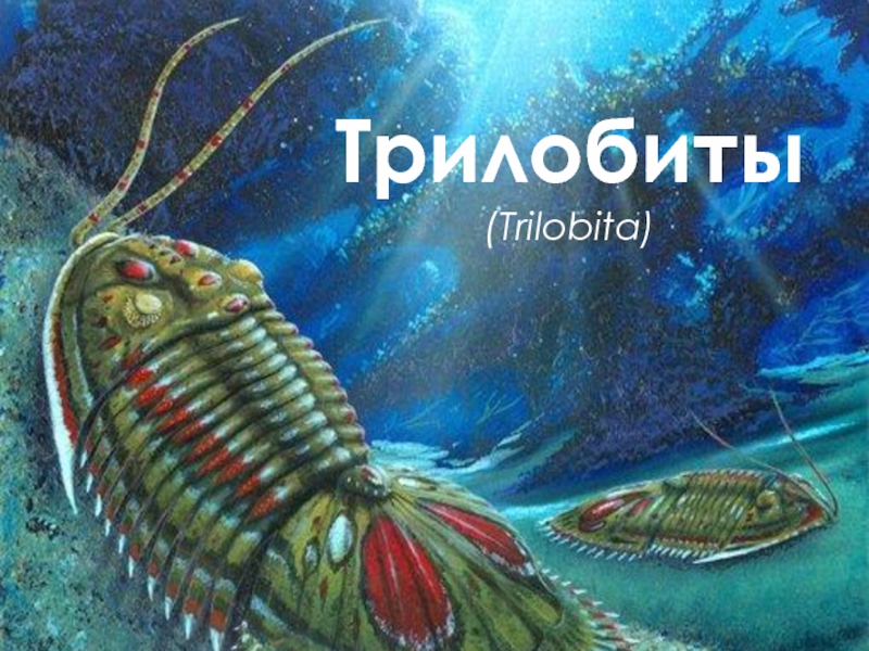 Трилобиты (Trilobita) 