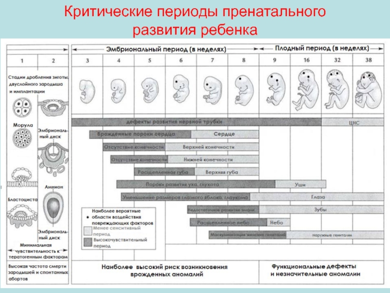 Развитие зародыша и плода презентация 8 класс