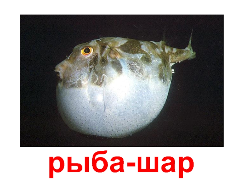 рыба-шар