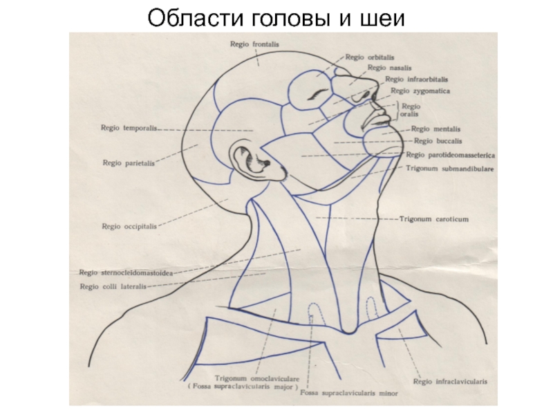 Части головы человека схема