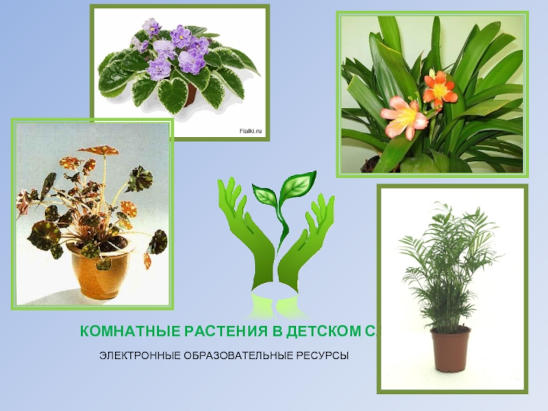 Презентация Комнатные растения в детском саду