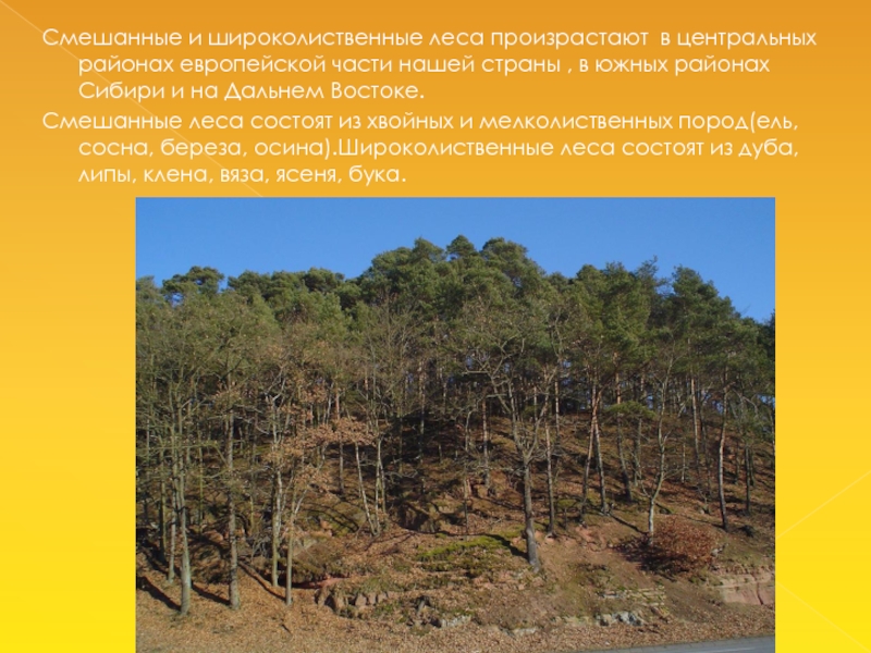 Смешанные и широколиственные леса произрастают в центральных районах европейской части нашей страны , в южных районах Сибири