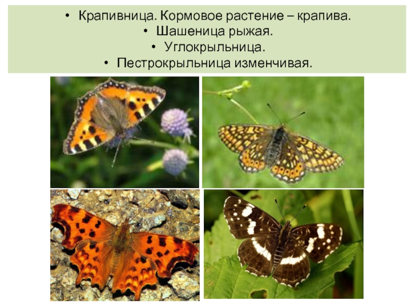 Бабочка крапивница фото и описание
