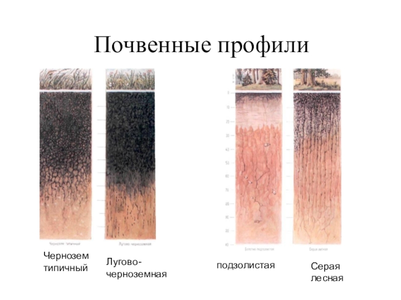 Схема строения почвенного профиля чернозема