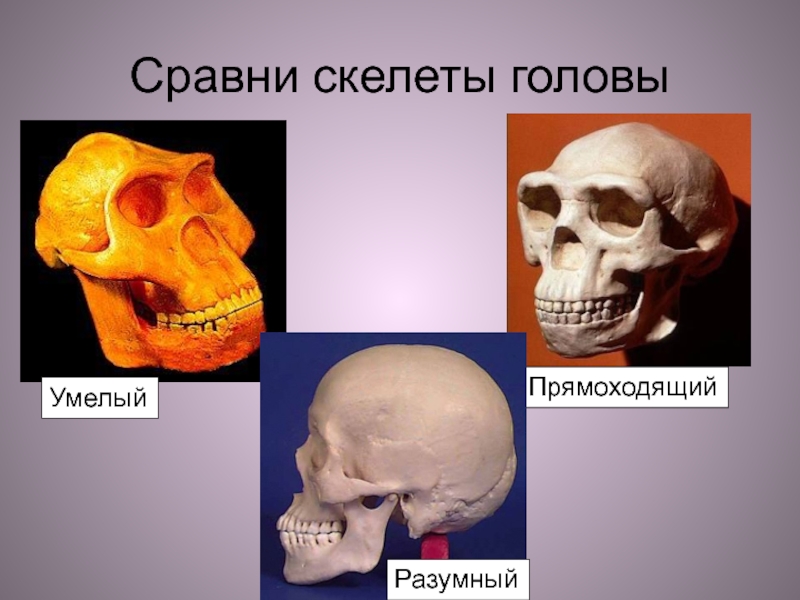 Реферат На Тему Древние Предки Человека