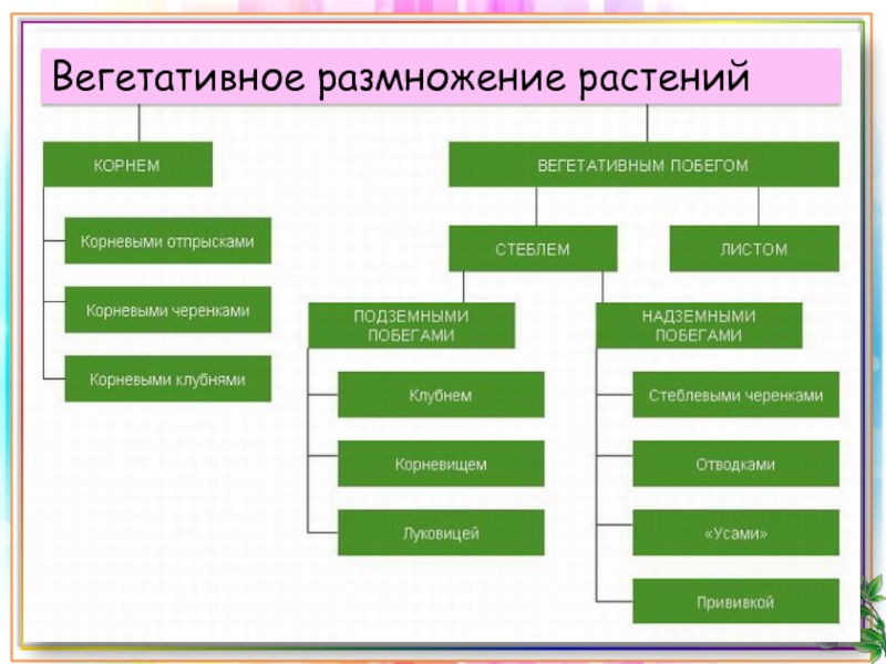 Вегетативное размножение проект