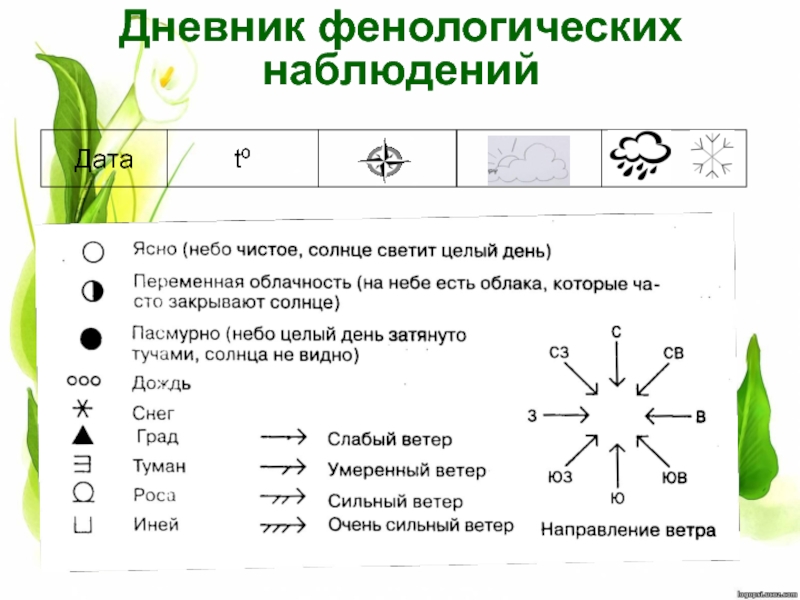 Фенологический дневник по биологии 5 класс образец