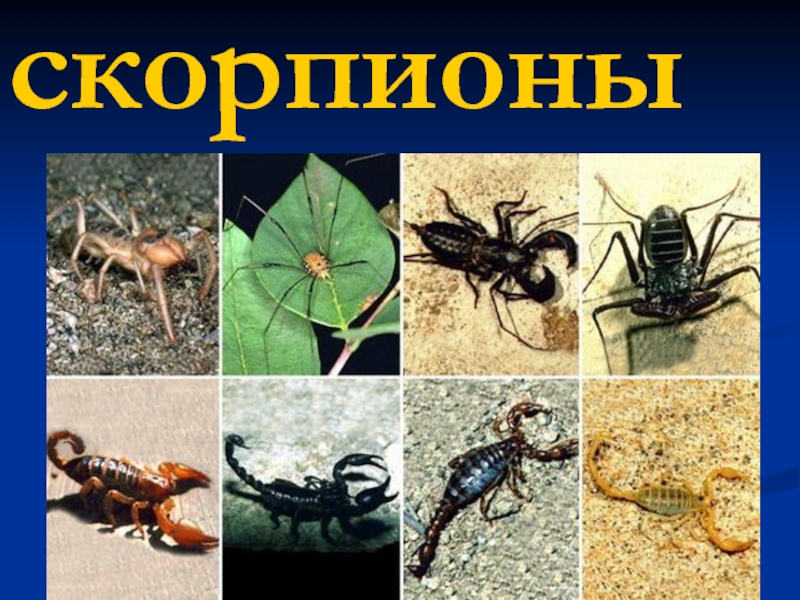 Тип членистоногие  Скорпионы