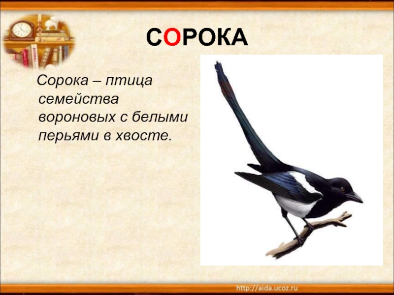 СОРОКА  Сорока – птица семейства вороновых с белыми перьями в хвосте.