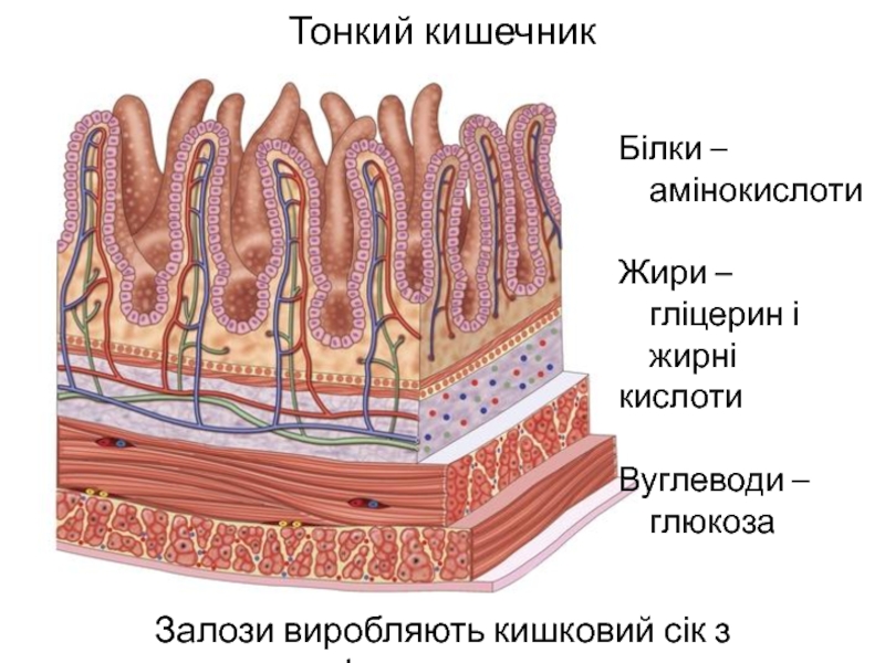 Строение ворсинки тонкой кишки