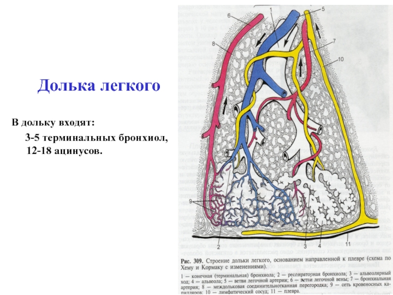 Структурная единица легкого. Строение дольки легкого. Ацинус дольки сегменты. Строение легких доли сегменты дольки. Строение легочной дольки.