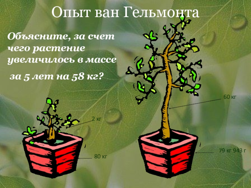 Дерево опыта. Эксперимент Ян Ван Гельмонта. Ян Баптист Ван Гельмонт опыт. Ян Ван Гельмонт фотосинтез. Опыты Ван Гельмонта по фотосинтезу.