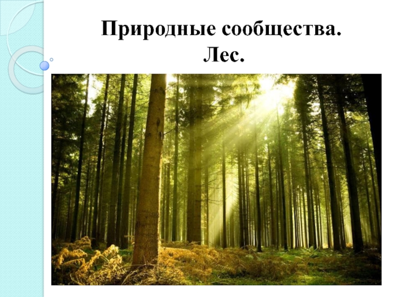 Характеристика лесного сообщества 4 класс по плану окружающий мир по плану