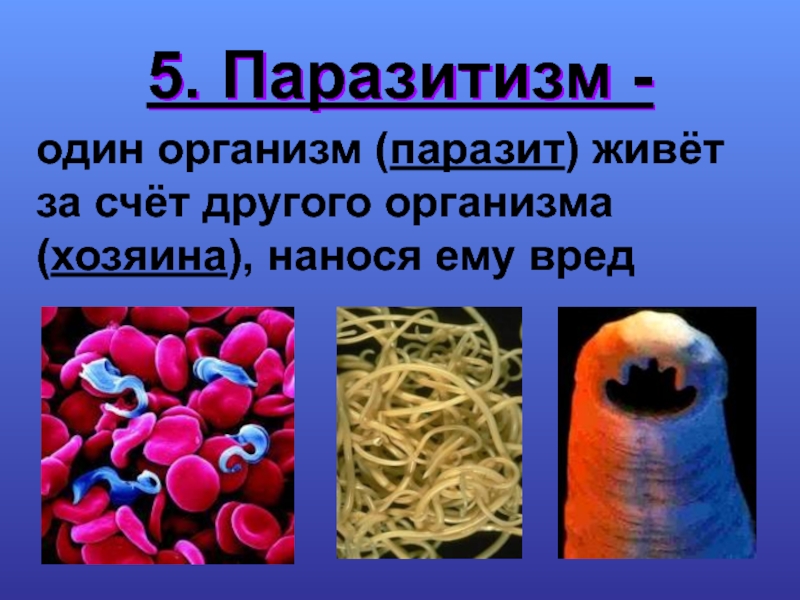 Тело живых организмов. Паразитические организмы. Организм живущий за счет другого организма. Организмы, которые живут засчет юругих.