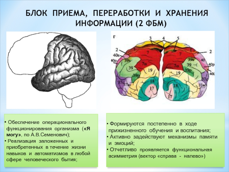 Модель мозга а р лурия