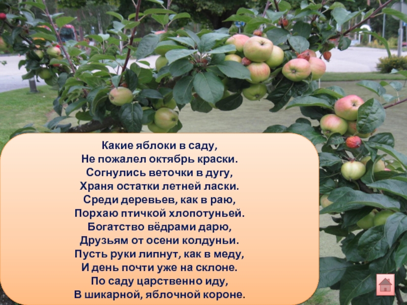 Стих про яблоко. Стихотворение про яблоню. Стихи о яблоках в саду. Детские стихи про яблоки.