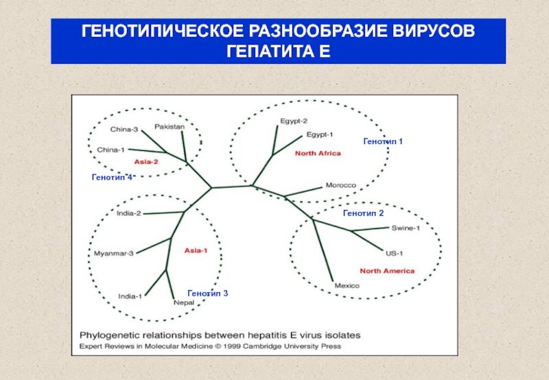 Гепатит а схема