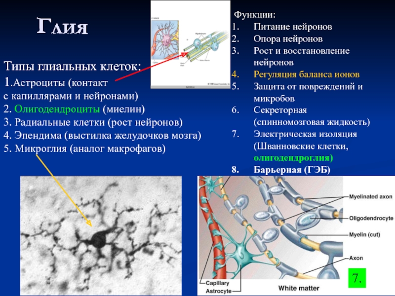 Глиальные клетки. Глия это физиология. Клетки глии функции. Глия типы глиальных клеток. Основные типы и функции нейрональных и глиальных клеток..