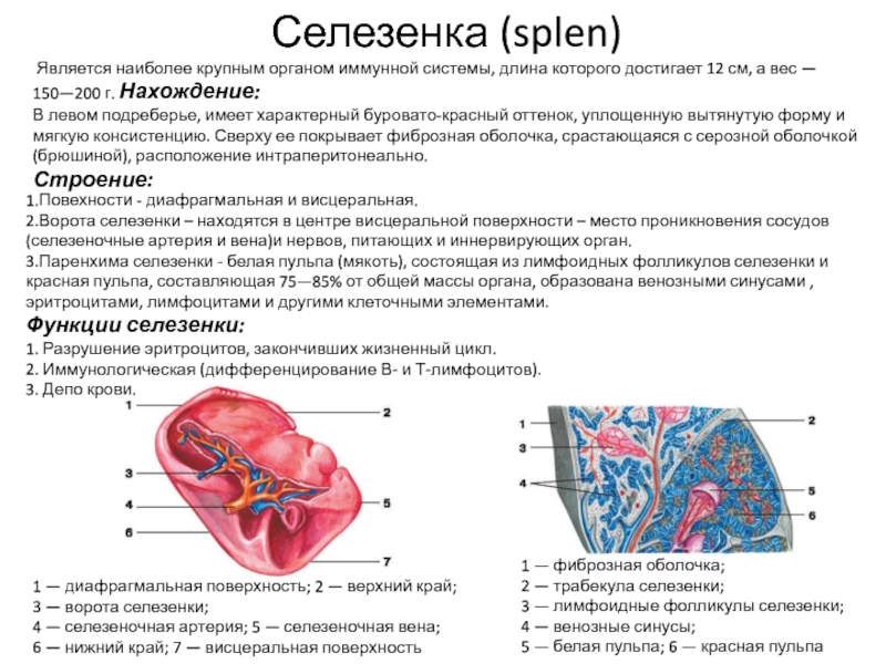 Селезенка на схеме