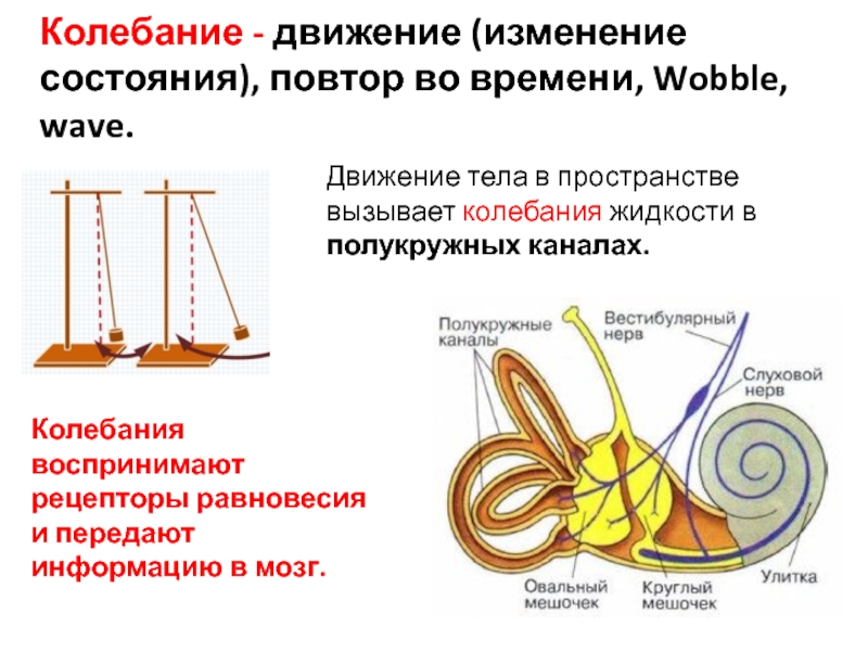 Колебания тел. Колебательное движение. Рецепторы полукружных каналов. Колебания в физике. Колебательные процессы в физике.