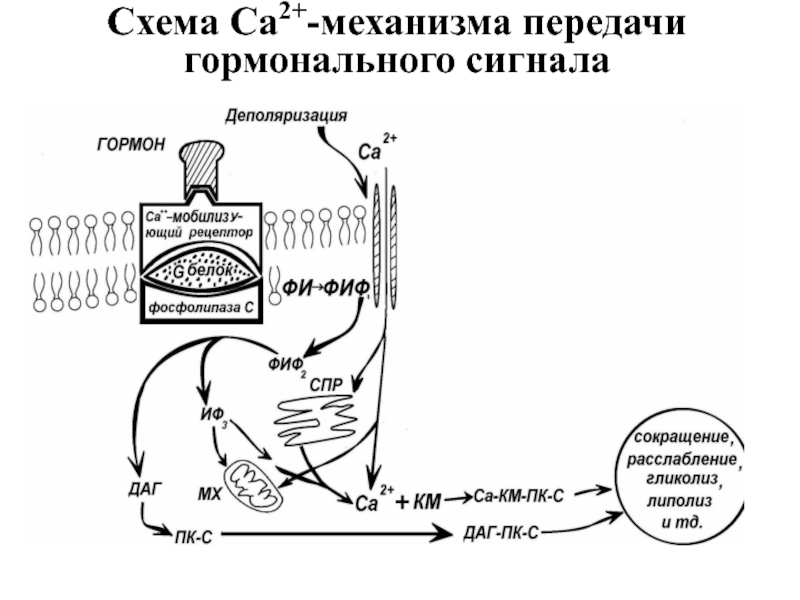 Механизмы передачи гормональных сигналов. Схема межклеточной передачи сигнала. Механизм передачи гормональных сигналов схема. Механизмы преобразования гормональных сигналов. Молекулярные механизмы передачи гормонального сигнала.