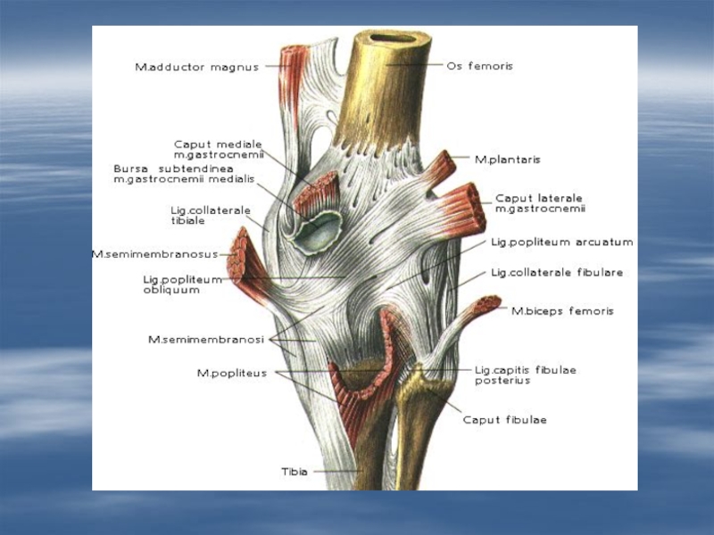 Боль в суставах латынь. Косая подколенная связка коленного сустава. Крыловидные связки коленного сустава анатомия. Коленный сустав кости связки мышцы.