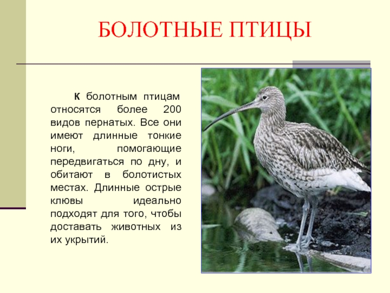 БОЛОТНЫЕ ПТИЦЫ    К болотным птицам относятся более 200 видов пернатых. Все они имеют длинные