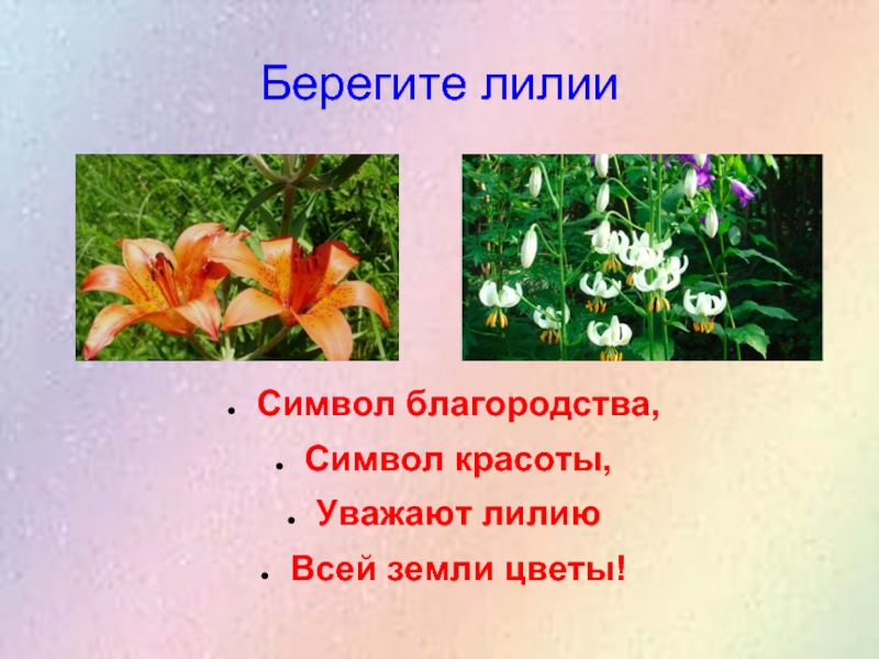 Каково значение растений лилейных в жизни человека