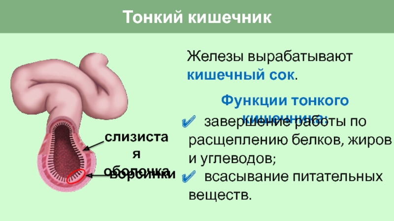 Нервная система человека презентация пименов