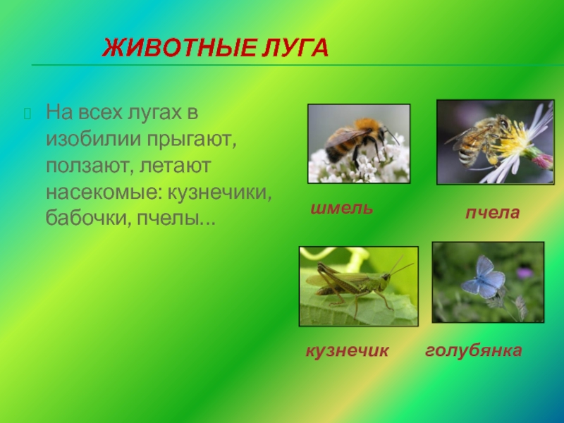 Проект про луг