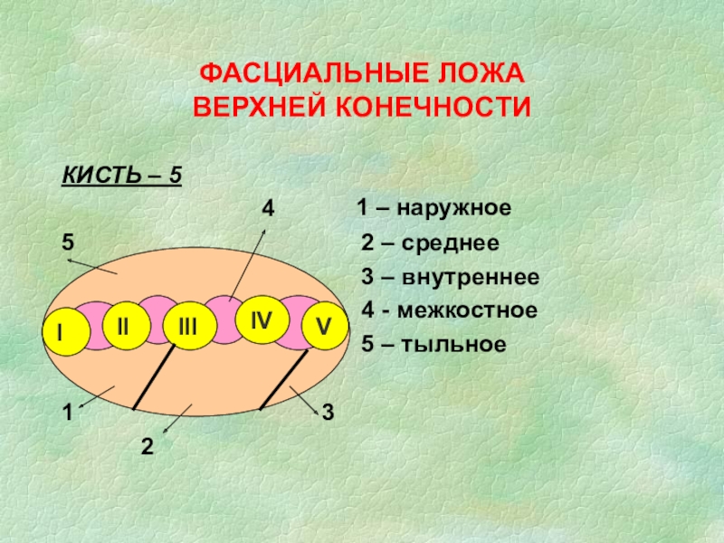 Поперечный распил кисти схема топографическая анатомия