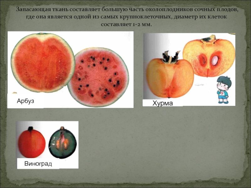 Плод арбуза ответ. Окраска мякоти плодов. Ткани сочных плодов. Изображение клеток мякоти арбуза и яблока. Сочная мякоть в плодах.