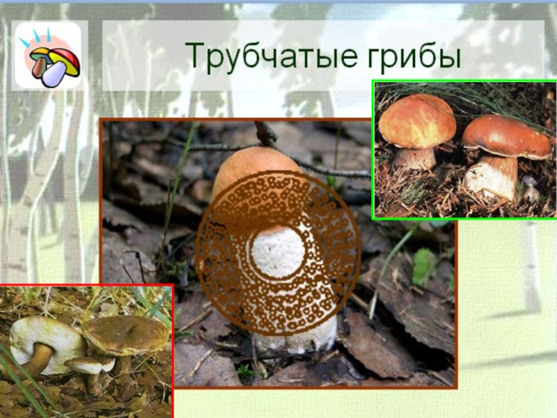 Сколько классов грибов