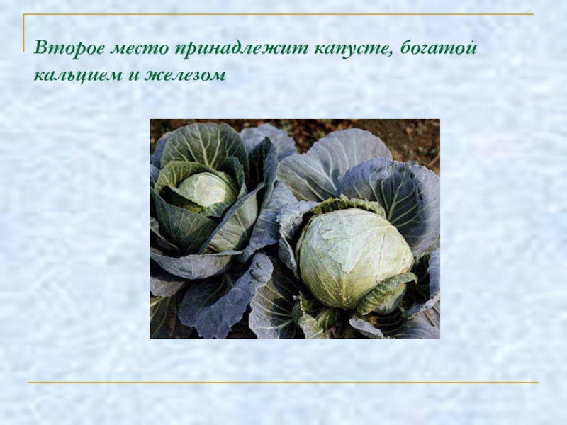 Место принадлежит. Капуста богата кальцием. Капуста богата белком. К одному семейству принадлежат капуста и картофель.