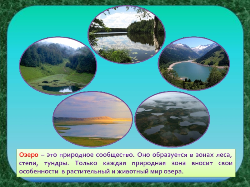Примеры природных сообществ озеро. Природное сообщество озеро. Обитатели сообщества озера. Природный мир водоемов. Сообщество озеро 3 класс.