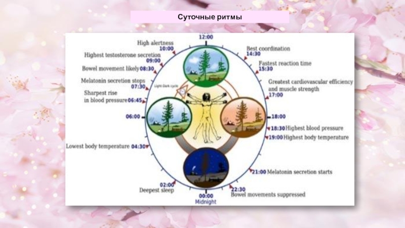 Суточный карта. Циркадные ритмы кожи. Суточные циркадные ритмы. Суточные ритмы митоза. Циркадные биоритмы кожи.