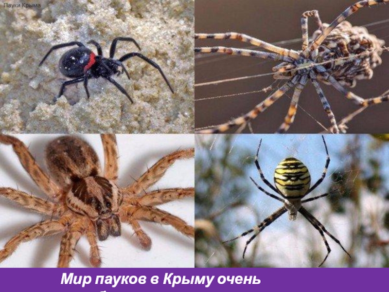 Мир пауков в Крыму очень разнообразен