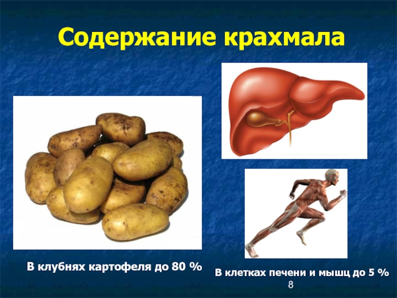 Содержание крахмалаВ клубнях картофеля до 80 %В клетках печени и мышц до 5 %