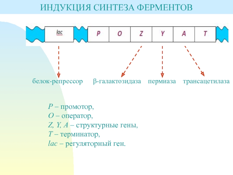 Схема регуляции биосинтеза белка по типу индукции и по типу репрессии