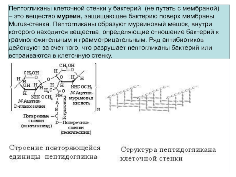 Клеточная стенка состоит из пептидогликана. Муреин клеточная стенка бактерий. Строение пептидогликана муреина. Муреин в клеточных стенках грамположительных бактериях. Пептидогликан строение.