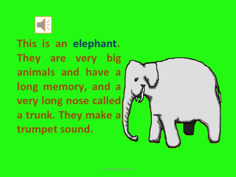 This is an elephant. They are very big animals and have a long memory, and a very