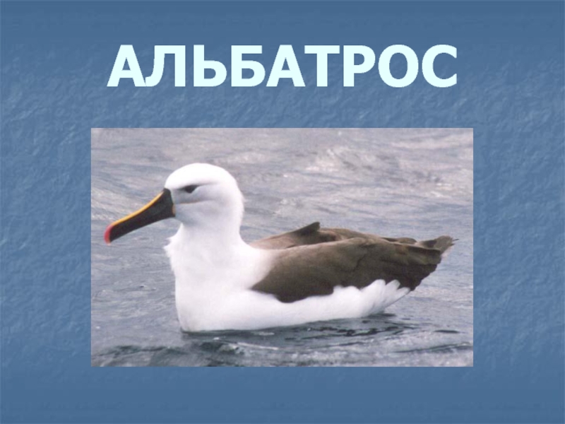 Где обитают альбатросы. Альбатрос доклад для 1 класса. Альбатрос в Антарктиде. Сообщение про Альбатроса. Альбатрос в Арктике.