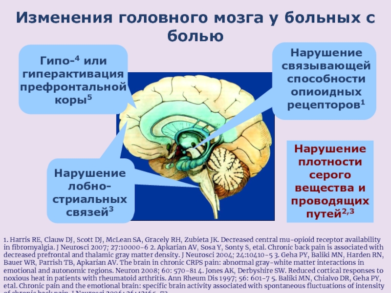 Как появился мозг. Изменения головного мозга. Рецепторы головного мозга.
