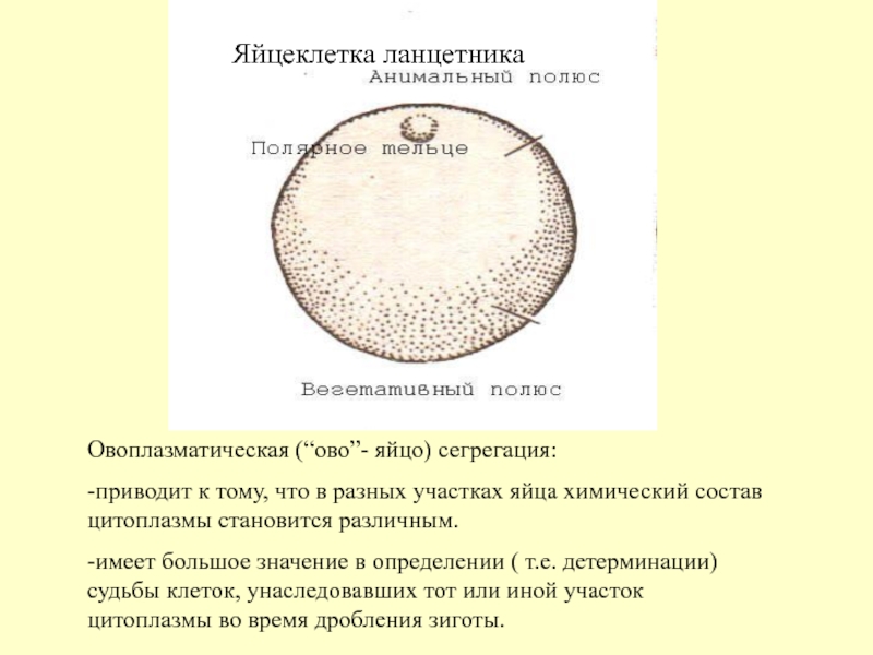 Яйцеклетка птиц показана на рисунке под буквой