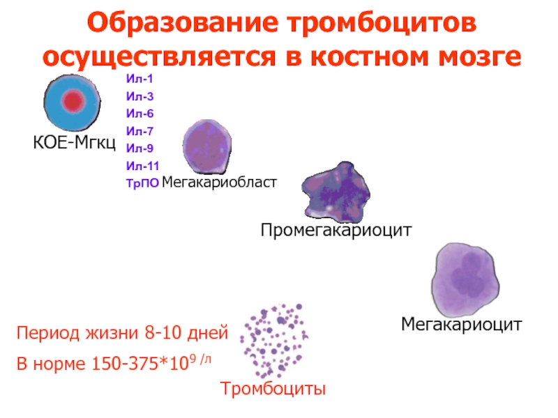 Схема образования тромбоцитов