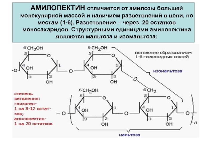 Схема образования амилозы