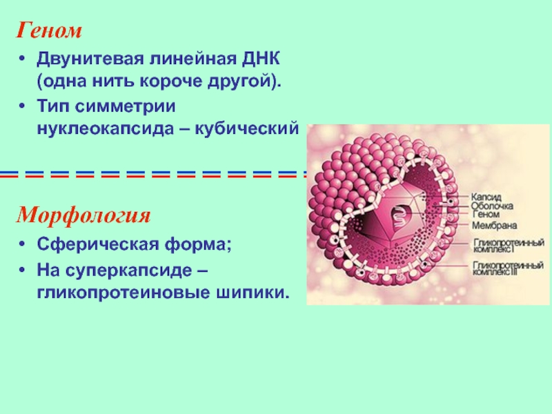 Линейная днк. Симметрия нуклеокапсида. Типы симметрии нуклеокапсида. Двунитевая линейная ДНК. Однонитевая линейная ДНК.